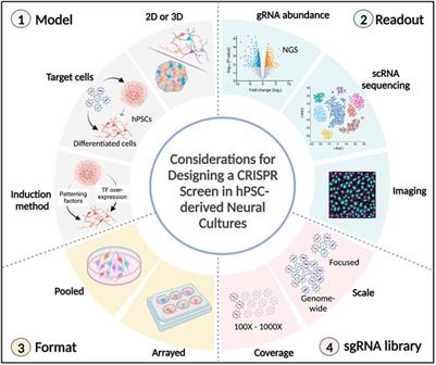 Understanding neural development and diseases using CRISPR screens in human pluripotent stem cell-derived cultures